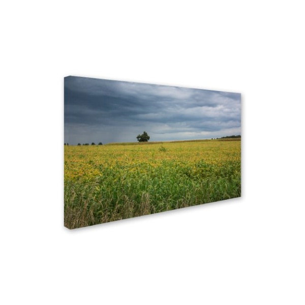 Kurt Shaffer 'Ohio Countryside' Canvas Art,16x24